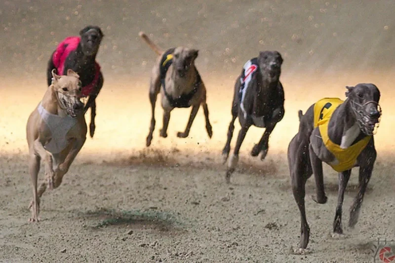 Cách tham gia Cá Cược Đua Chó