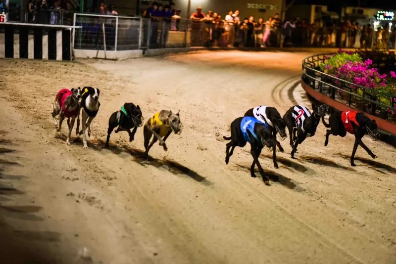 Theo dõi kết quả và biến động tỷ lệ