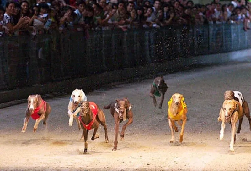 Điều kiện đường đua và thời tiết